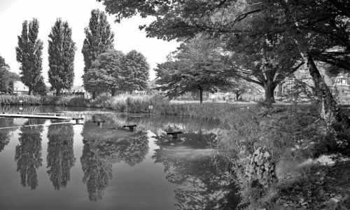 Zdjecie HOLANDIA / Overijssel / Hengelo / Przytaczajca ziele