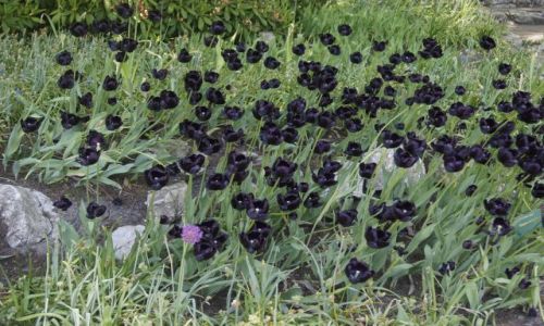 Zdjecie HOLANDIA / - / Holandia / Ogrd - tulipany