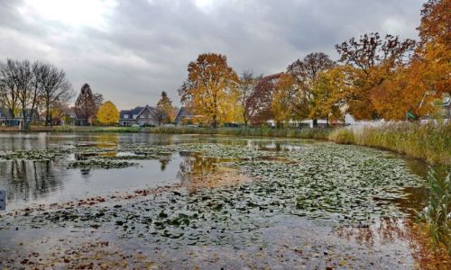 Zdjcie HOLANDIA / Overijssel / Hengelo / Skupiska grzybienia biay
