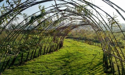 Zdjęcie HOLANDIA / Gelderland / Appeltern / Pergola 2