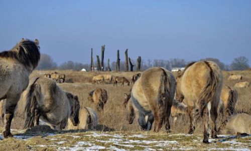Zdjcie HOLANDIA / Gelderland / Millingerwaard / Polskie konie w Holandii