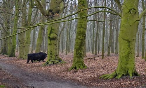 Zdjecie HOLANDIA / Gelderland / Rheden / Byk w lesie