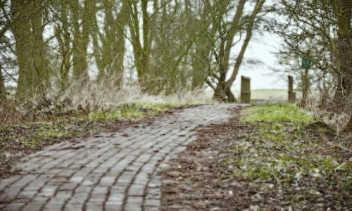 Zdjęcie HOLANDIA / Gelderland / Rheden / Dróżka leśna