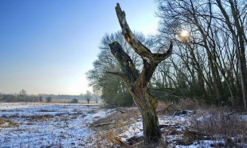 Zdjcie HOLANDIA / Gelderland / Millingerwaard / Zimowy koloryt