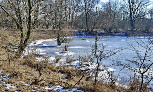 Zdjecie HOLANDIA / Gelderland / Millingerwaard / Zamarznity staw 
