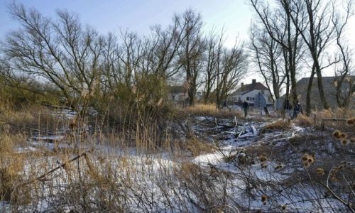 Zdjcie HOLANDIA / Gelderland / Millingerwaard / Zimowa natura