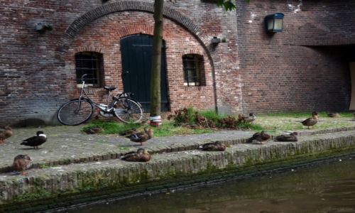 Zdjęcie HOLANDIA / środkowa Holandia / Utrecht / Kanał