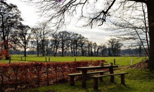 Zdjęcie HOLANDIA / Overijssel / Borne / Łąka