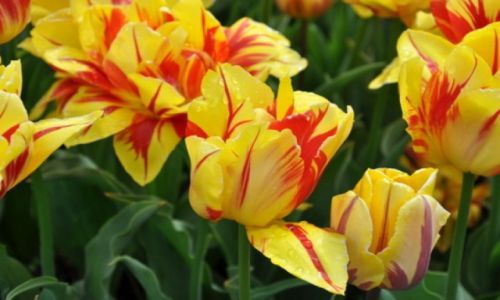 Zdjecie HOLANDIA / - / Keukenhof / Ogrody Keukenhof
