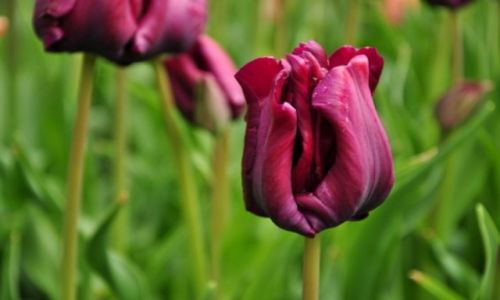 Zdjecie HOLANDIA / - / Keukenhof / Ogrody Keukenhof
