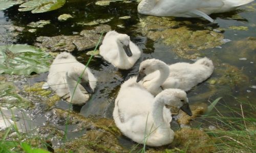 Zdj�cie HOLANDIA / Holandia Po�udniowa / Alphen aan den RIjn / �ab�dzi�tka