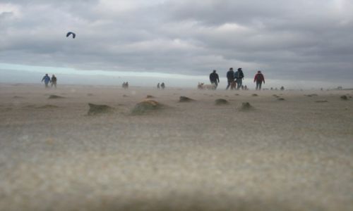 Zdjęcie HOLANDIA / - / Zandford / Wśród Piasku