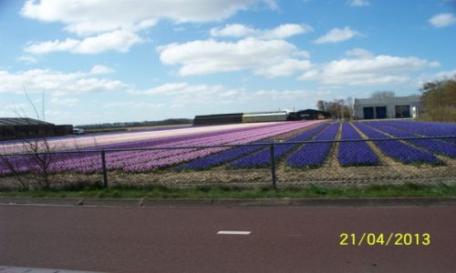 Zdjcie HOLANDIA / - / Okolice Noordwijk / Uprawa hiacyntw
