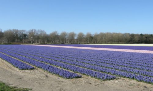 Zdjecie HOLANDIA / - / Okolice Noordwijk / Uprawa hiacyntw