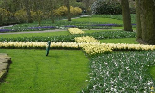 Zdjęcie HOLANDIA / - / Park Kuukenhof / Rabaty parkowe