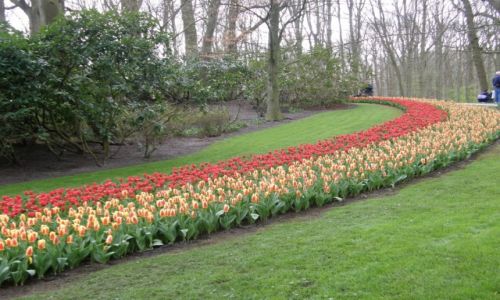 Zdjęcie HOLANDIA / - / Park Kuukenhof / Rabaty kwiatowe