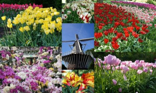 Zdjecie HOLANDIA / Amsterdam / Amsterdam / Podróże