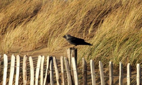 Zdjecie HOLANDIA / Morze Pnocne  / Noordwijk / 