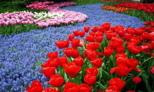 Zdjęcie HOLANDIA / Lisse / keukenhof / Keukenhof Garden