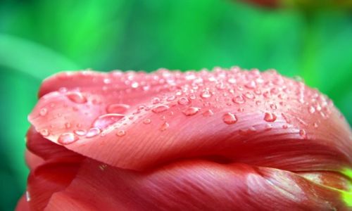 Zdjęcie HOLANDIA / Lisse / Lisse / Red tulip's beauty