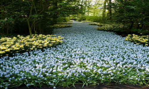 Zdjęcie HOLANDIA / Keukenhof / Keukenhof Garden / Flowers river