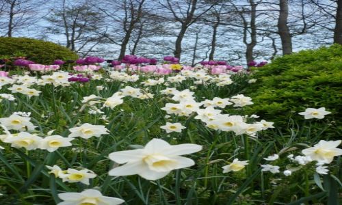 Zdjecie HOLANDIA / Lisse / Keukenhof / Cuda Ogrodu Keukenhof