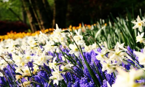Zdjęcie HOLANDIA / Lisse / Lisse / Kwiaty Keukenhof