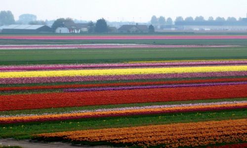 Zdjęcie HOLANDIA / Lisse / Lisse / Kwiatowe pola