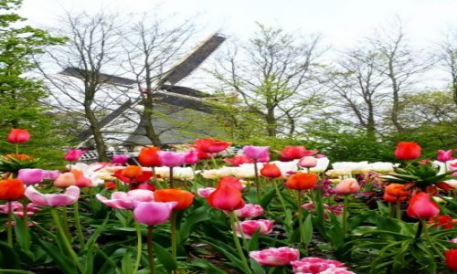 Zdjęcie HOLANDIA / Lisse / Keukenhof / Keukenhof beauty