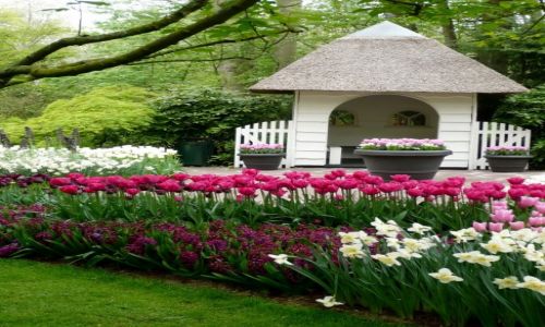 Zdjęcie HOLANDIA / Lisse / Keukenhof / Keukenhof Garden