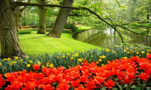 Zdjecie HOLANDIA / Lisse / Keukenhof / Keukenhof