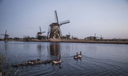 Zdjcie HOLANDIA / Kinderdijk / Kinderdijk / Wiatraki w Kinderdijk