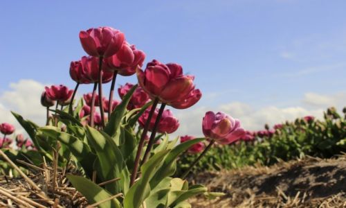 Zdjcie HOLANDIA / Pnocna Holandia / Callantsoog / Tulipany