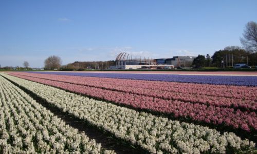Zdjęcie HOLANDIA / Holandia Południowa / Noordwijk / Hiacynty