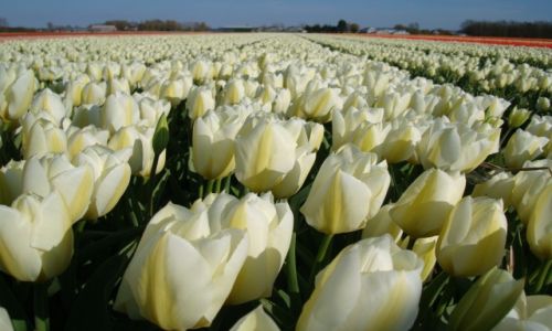 Zdjecie HOLANDIA / Holandia Poudniowa / Noordwijk / Tulipany