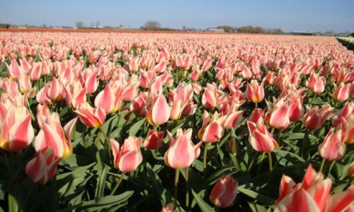 Zdjęcie HOLANDIA / Holandia Południowa / Noordwijk / Tulipany
