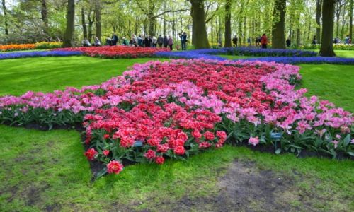 HOLANDIA / Holandia Poudniowa / Keukenhof / Ogrd Keukenhof