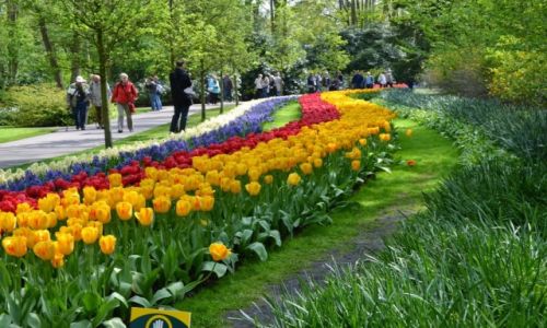 HOLANDIA / Holandia Poudniowa / Keukenhof / Ogrd Keukenhof