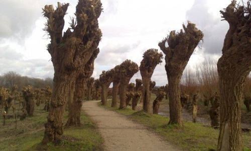 Zdjecie HOLANDIA / Zuid Holland / Rhoon / nad star Moz w Rhoon