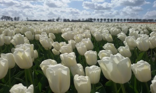 Zdjcie HOLANDIA / Pnocna Holandia / Okolice Medemblik / Tulipany II