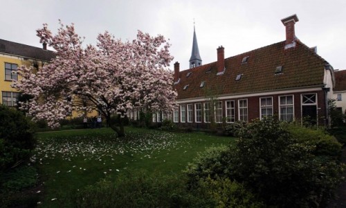 Zdjecie HOLANDIA / Groningen / Duch wity / Wiosna w ogrodzie