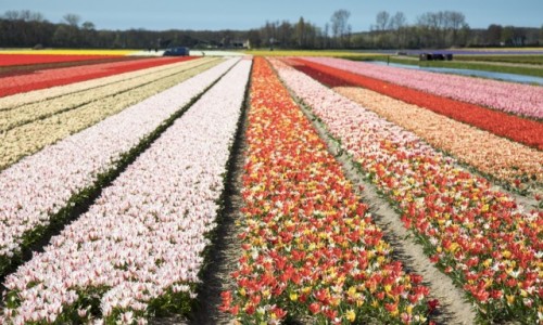 Zdjecie HOLANDIA / Holandia Poudniowa / Lisse / Keukenhof
