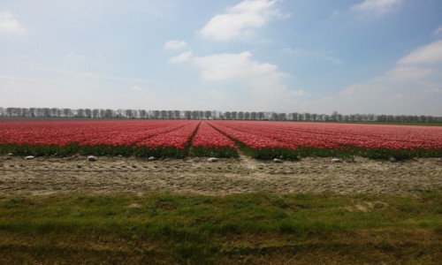 Zdjęcie HOLANDIA / holandia / okolice Amsterdamu  / morze tulipanów