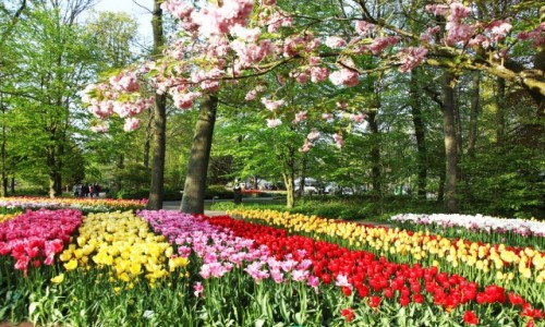 HOLANDIA / Amsterdam / Lisse / Ogrody Keukenhof