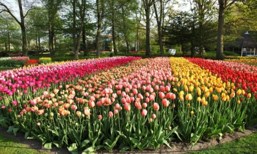 Zdjcie HOLANDIA / Amsterdam / Ogrody Keukenhof / Tcza