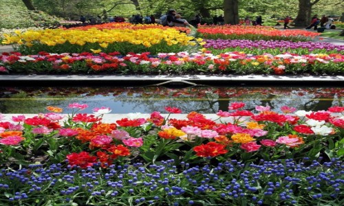 Zdjcie HOLANDIA / Amsterdam / Ogrody Keukenhof / Wielobarwne pasy