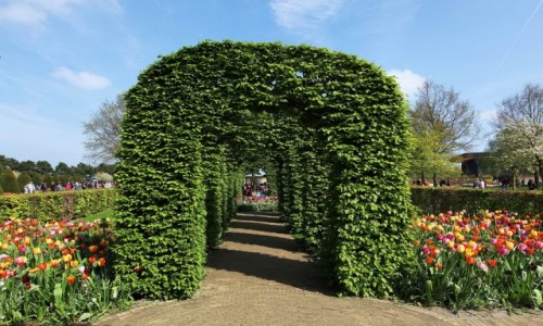Zdjcie HOLANDIA / Amsterdam / Ogrody Keukenhof / Zielony tunel
