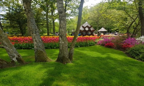 Zdjecie HOLANDIA / Lisse / keukenhof  / Zielono