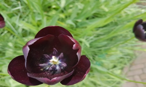 Zdjecie HOLANDIA / Lisse / keukenhof  / Kwiat