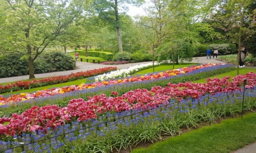 Zdjecie HOLANDIA / Lisse / keukenhof  / Tulipany